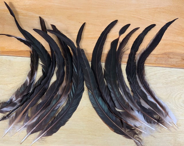 Real Black and Red Rooster Tail Feathers for Crafts from Humanely Raised  Birds